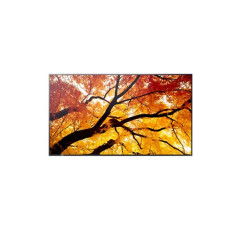 Sharp 75" MultiSync M752- 24 7, 550 cd, IPS LED, 3840x2160, 16:9, 8ms, 8000:1, DP, 2x HDMI, USB